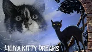 Epic Funny Cats  - Cat Dreams - World's Funniest Cats Compilation