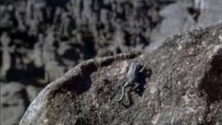 The Pebble Toad