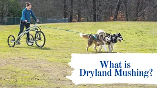 An Introduction To Dryland Mushing