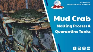 Mud Crab molting process and Quarantine Tanks