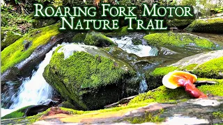 ROARING FORK MOTOR NATURE TRAIL |A Cathedral Of Nature and Sound| Great Smoky Mtns National Park