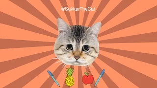 PPAP Pen Pineapple Apple Pen: Sukkar The Cat