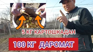 КАРТОШКА ЭКИШ СИРЛАРИ