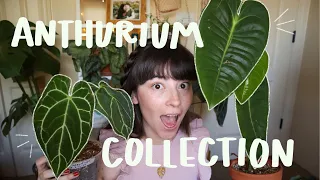 MY ANTHURIUM COLLECTION! All of my anthurium