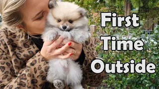 8 WEEK OLD POMERANIAN PUPPY | GOING OUTSIDE FOR FIRST TIME!!