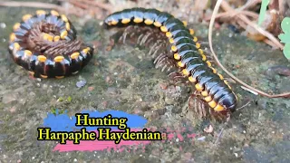 Hunting Harpaphe haydeniana,millipedes