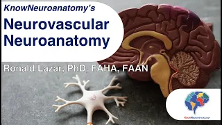 Neurovascular Neuroanatomy