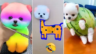 Cute Pomeranian Puppies Doing Funny Things #25 🐶 Cute and Funny Dogs 2024