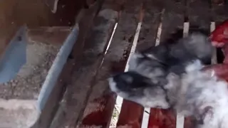 Трагедия с кроликами/ Уличное содержание кроликов. Чего стоит опасаться.
