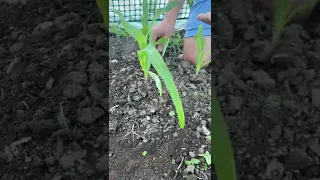 How to Grow a Three Sisters Garden! (Corn, Beans & Squash)
