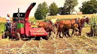 Amish Farmer with 8 Horse Hitch Chopping Silage