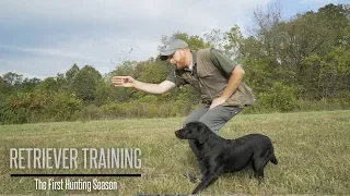 Labrador's First Hunting Season - Labrador Retriever Training