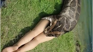 Most amazing wild animal attacks #1 - Biggest python attacks human #1 | Giant anaconda attacks #1