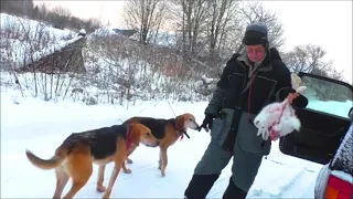 3 часа 10 минут заяц сгонен. РУССКИЕ ГОНЧИЕ  ч.п/ч Сигнал(Плакуня) и Аргон 1г.8м. вл. Шатров В.А.