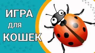 Игра для кошек | Видео для кошек