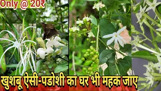 05 best scented flowers in india only @20₹  महकेगा पूरा गार्डन - Tech garden