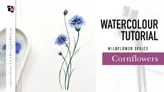 How to Paint Cornflowers - Loose Watercolour Wild Flowers Tutorial