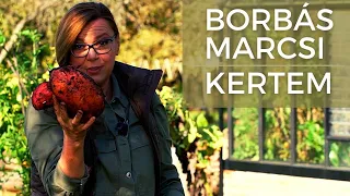 Borbás Marcsi: Kertem - Mik ezek a különleges szörnyetegek a kertben?