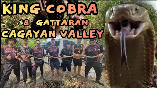 PART2 KING COBRA SA GATTARAN CAGAYAN VALLEY NAHULI NA SUBALIT😱! #cobraking #cobraprince #tolcobra