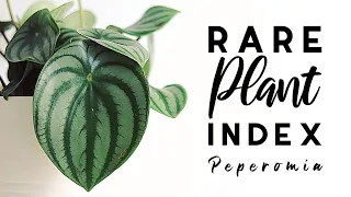 Rare Plant Index #8 | Peperomia | Uncommon to Extremely Rare Plants!