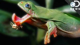 Why Frog Tongues Are So Fast And Sticky