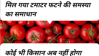 Tamatar Fatne se kisan pareshan Food Agriculture Organization | DW Documentary