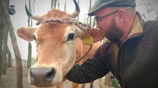 Tej és tejtermék önellátás - mennyibe kerül egy tehén? Tejelő kecske, tejelő juh a tanyán 🥛🧀