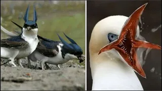 15 Aves Más EXTRAÑAS y Peligrosas Del Mundo