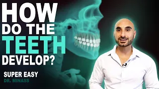 Embryology of the Teeth (Easy to Understand)