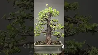 Making 20 Years old Bonsai #shorts #bonsai #bonsaitree