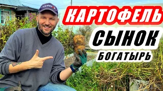 Супер урожай картофеля СЫНОК (БОГАТЫРЬ). Очень много клубней с одного куста! #дача #картофель