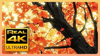 Beautiful Autumn Leaves Colors & Soothing Instrumental Music 🍁🍂 Fall Scenery  4K UHD Nature