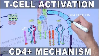 T Cell Activation | Mechanism