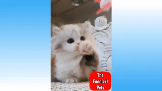 Cute Pets And Funny Animals Compilation #32