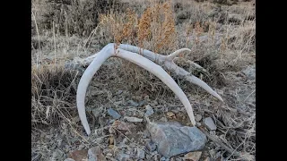 Shed Hunting! Big Cheater Shed!! (Elk--mule deer--Road Shed!)