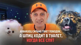 Кавказец сильно тянет поводок, а шпиц ходит в туалет, когда все спят