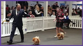 2022 Melbourne Royal Show - Pomeranian