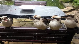 4 Kookaburras and a Magpie Catching in a Row!