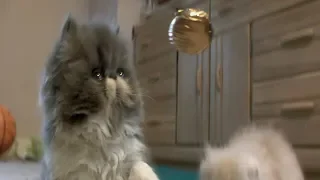 Harry Potter Wizards Unite: Curious Kittens Play with Golden Snitches