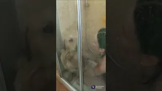 КАК ГОЛДЕН РЕТРИВЕР ДУШ ПРИНИМАЕТ ПОСЛЕ МОРЯ🐕😁