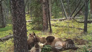 Mother Grizzly Bear and 3 Cubs Rolling in a Scent Lure