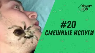 СМЕШНЫЕ ИСПУГИ ЛЮДЕЙ И ЖИВОТНЫХ #20 | ЛУЧШИЕ ИСПУГИ | FUNNY HUB