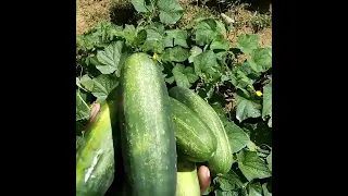 organic cucumber farming