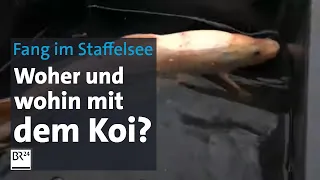 Koi im Staffelsee ans Netz gegangen: Wohin nun mit dem 67-cm-Fisch? | Abendschau | BR24