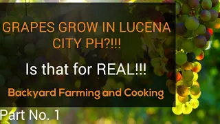 HOW TO GROW GRAPES I BACKYARD FARMING I GRAPES GROW IN LUCENA QUEZON, PHILIPPINES