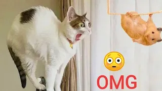 OMG SO CUTE ♥️ Best funny Cat video. 2022