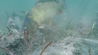 Подводные съемки ловли карпа. Как клюет карп. Утиное озеро. Underwater video of carp biting.