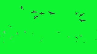 Birds Flying Green Screen Background video Effect