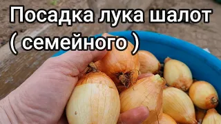 Посадка лука шалот семейного