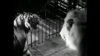 Lion vs Tiger (1933) [Cut Version]